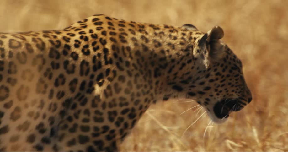 Leopard walking with a focused expression