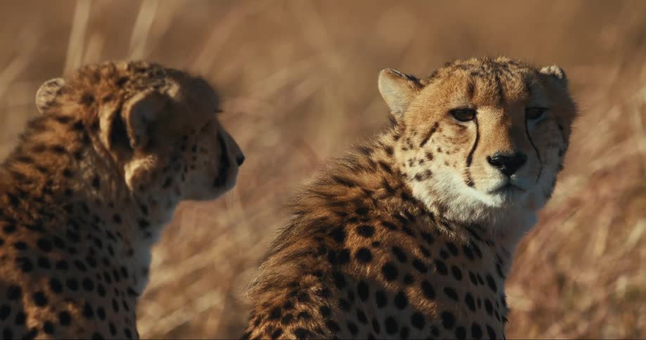 Two cheetahs in a wild environment