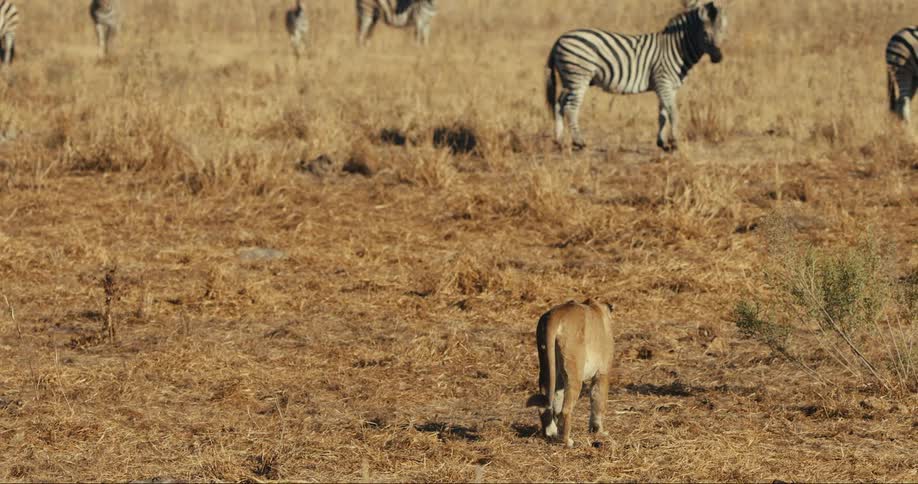 A lion walks through a grassland near a group of zebras