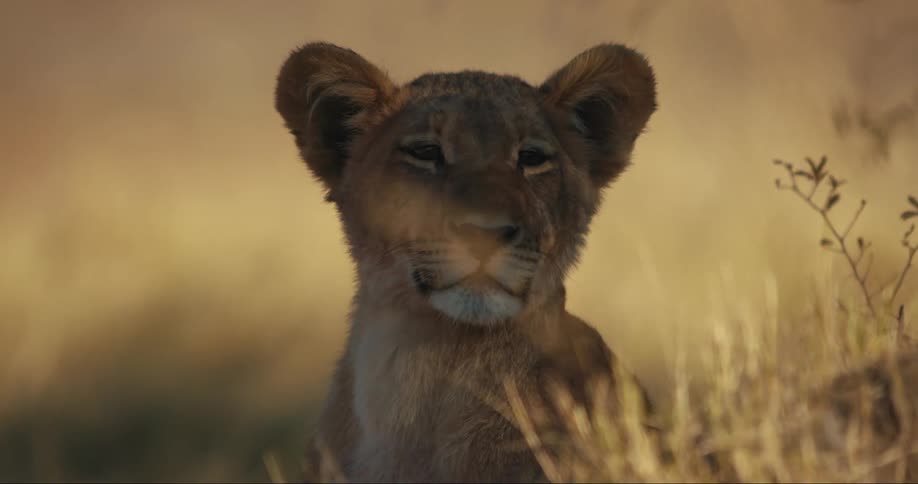 Lion cub sitting in the jungle watching