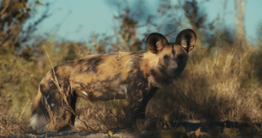 African wild dog standing in a natural grassland habitat