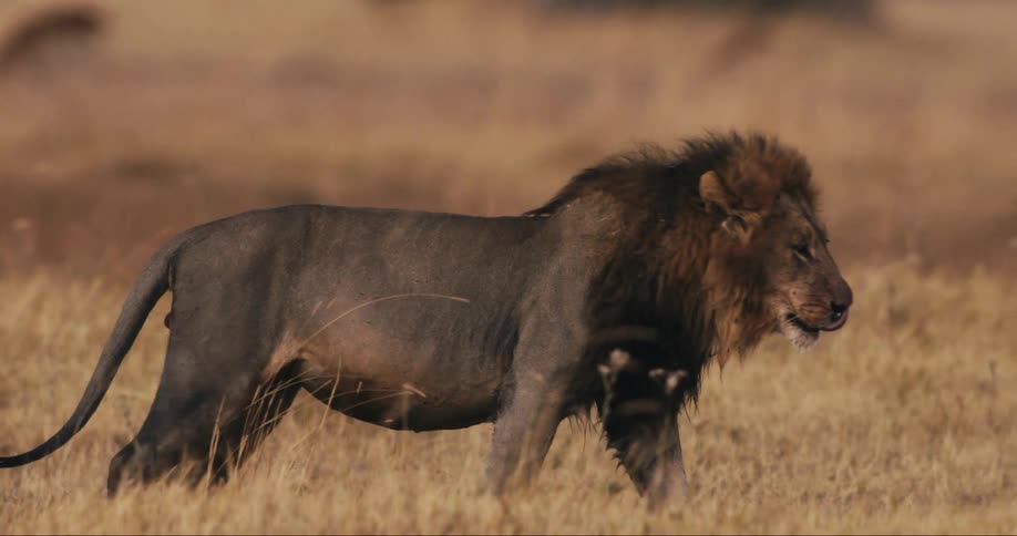 Lion walks in a grassy field