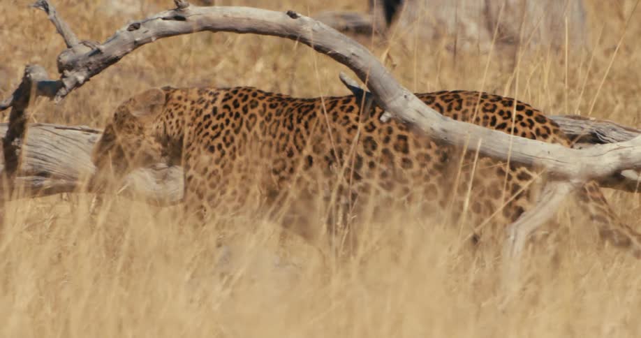 A leopard crosses a fallen tree