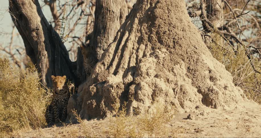 Leopard sits at the base of a large tree with a termite mound camouflaged in the surroundings of dry grass and bushes