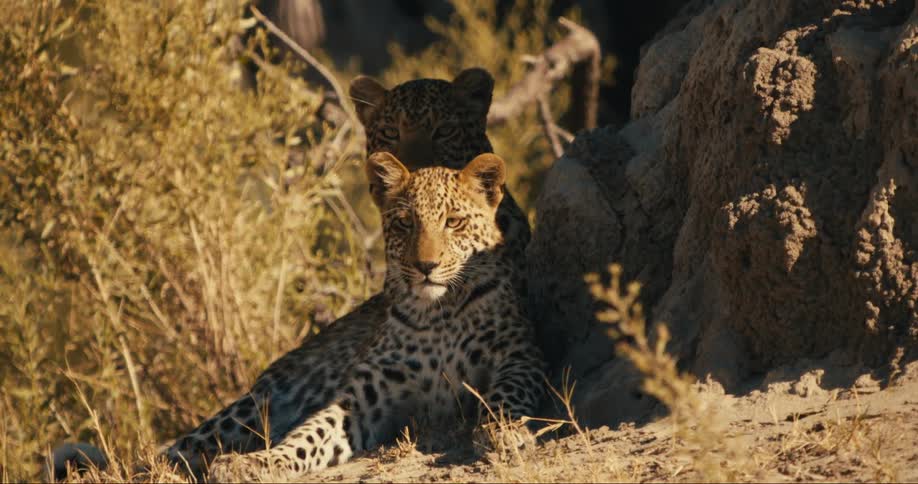 Two lopards lying in the shade of a rock in the savannah and one of them is staring straight ahead