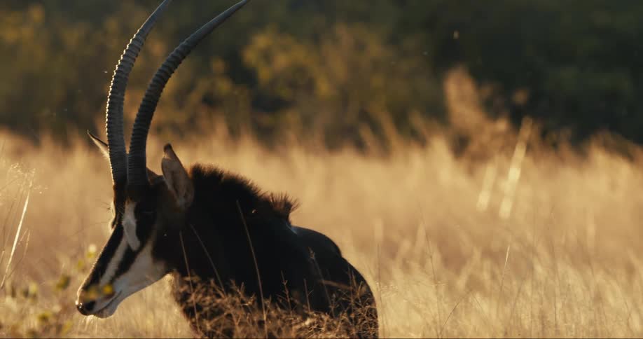 Sable antelope with long curved horns walking in the jungle