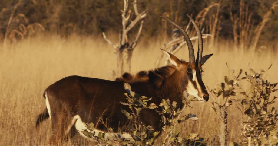 Sable antelope walking in reeds in the jungle