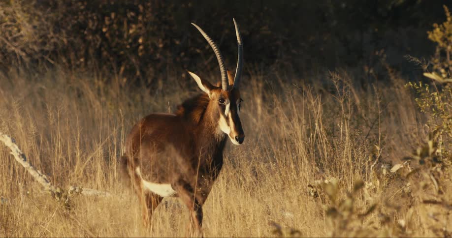 An antelope walks through the tall grass