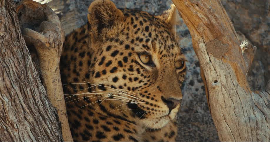 Leopard among tree trunks