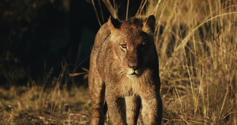 Two young lion walks through the jungle during the day
