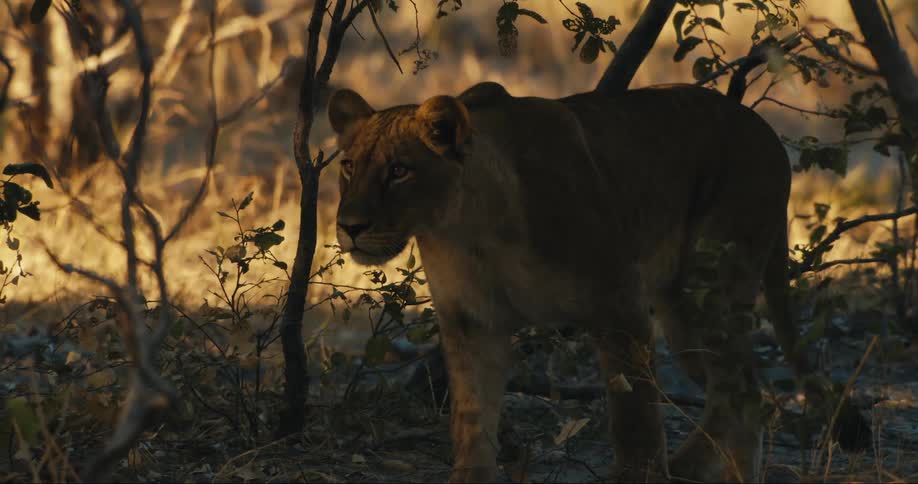 Lioness walks through a forested area during sunset