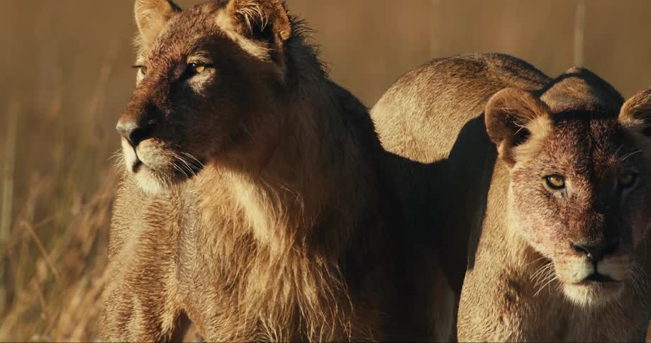 Two lions walk together in the grass