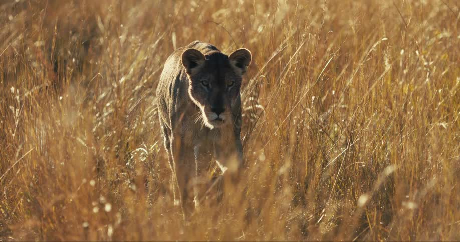 Young lion walking in reeds in the savanna