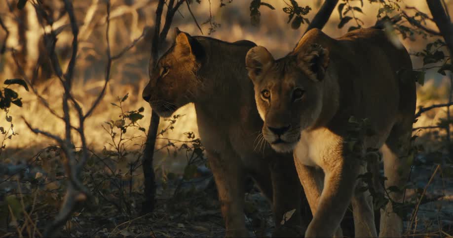 Two lionesses in the jungle