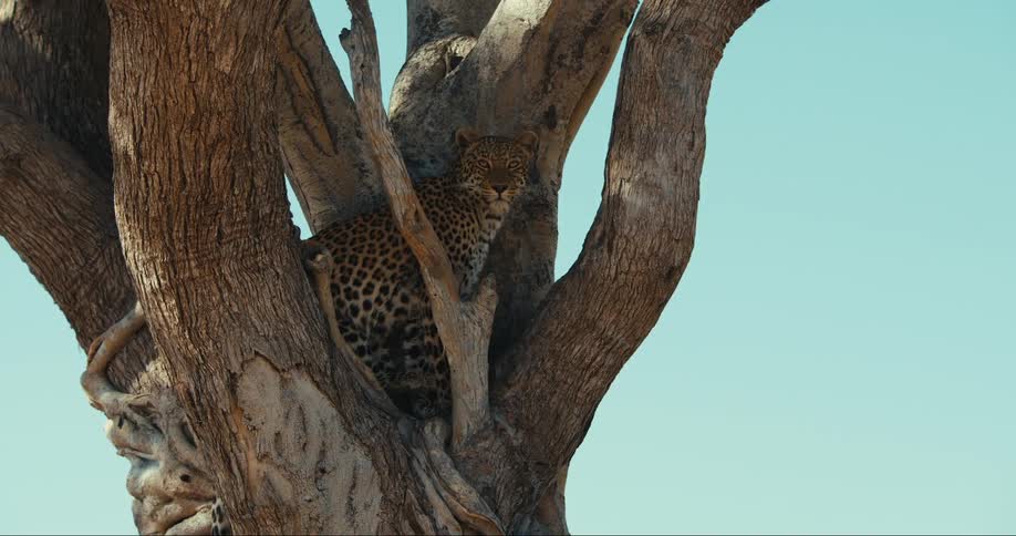 Leopard camouflaged in a tree