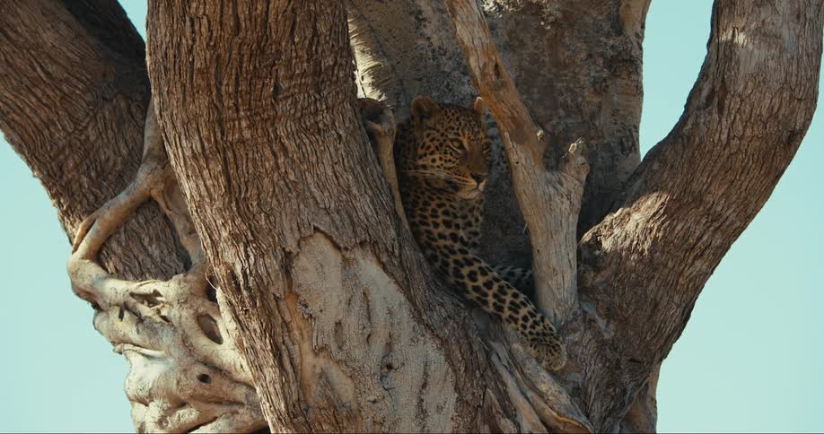 A leopard is lying on top of a dry tree trunk and he is looking sideways