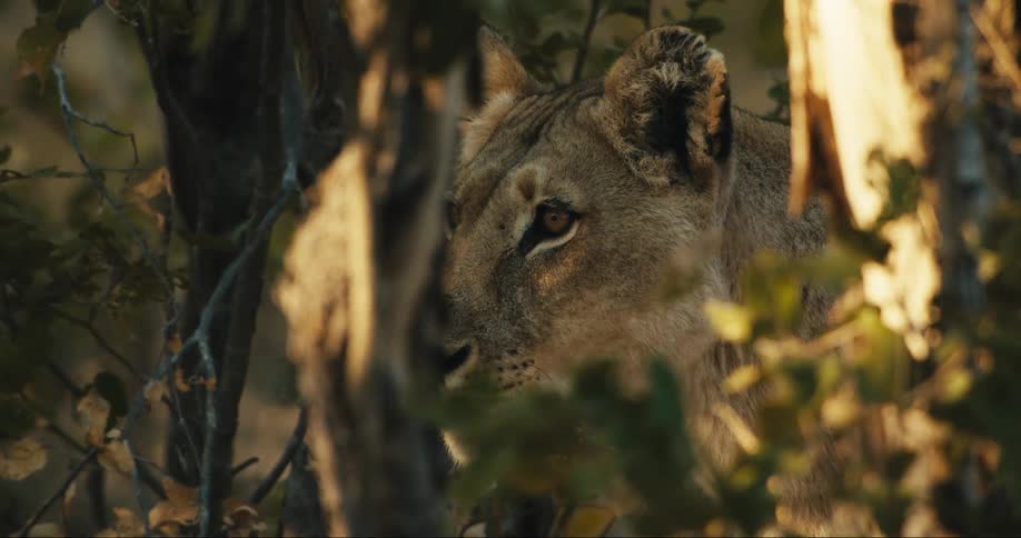 A wild cat lurks in the foliage