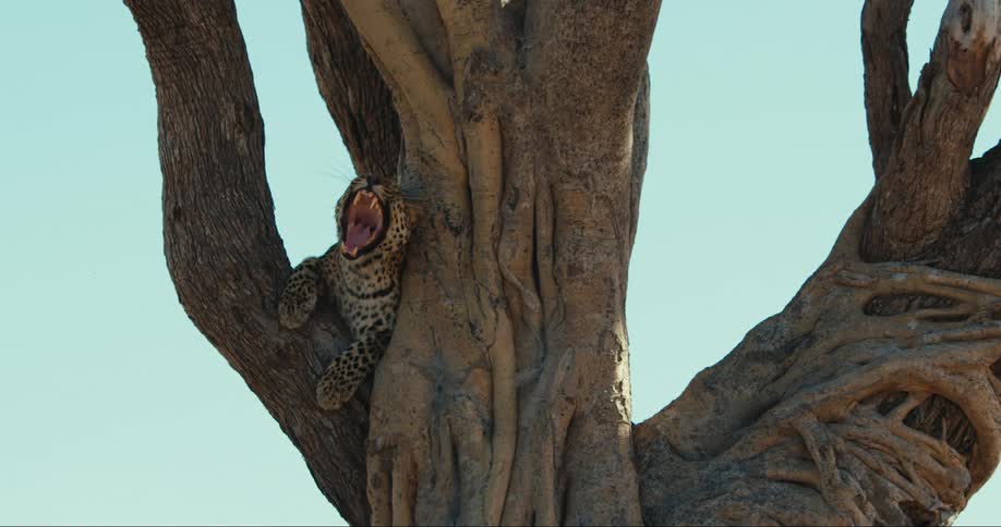 Leopard yawning while camouflaged among the branches of a tree against a clear blue sky