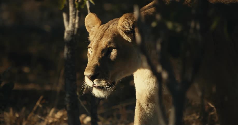Young lion walking among leaves in the jungle