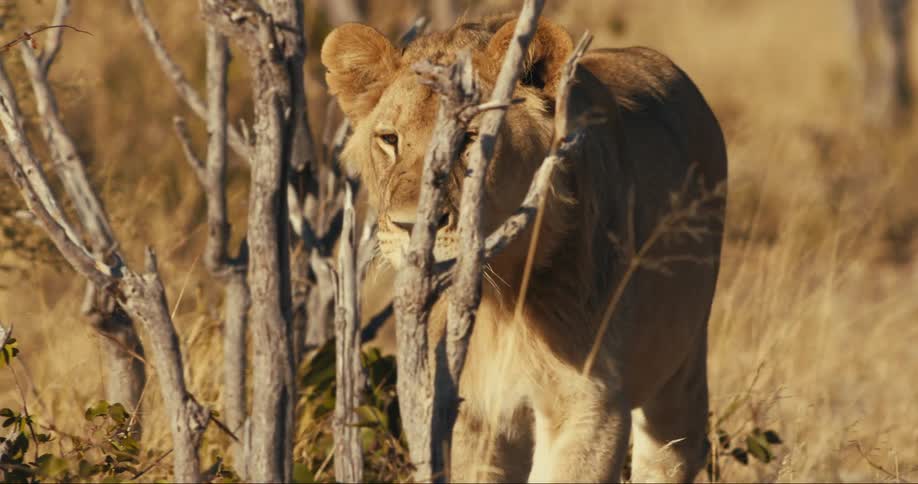 A lion prowls through the land