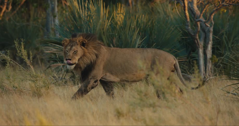 A lion walks through the savanna