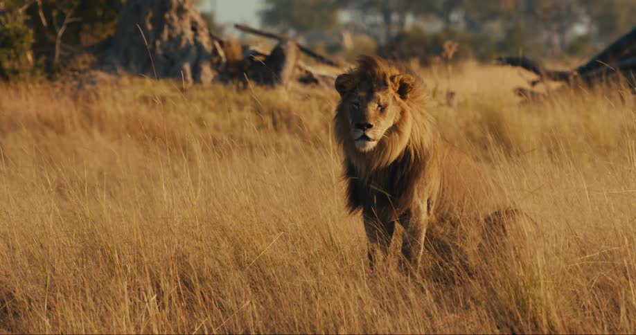 Lion sitting in a reedy spot in the jungle
