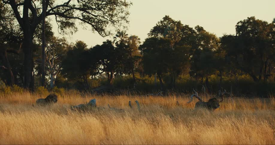 A couple lions run through a field