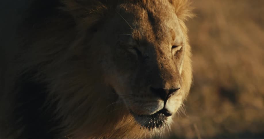 A lion walks through the grass on a windy day