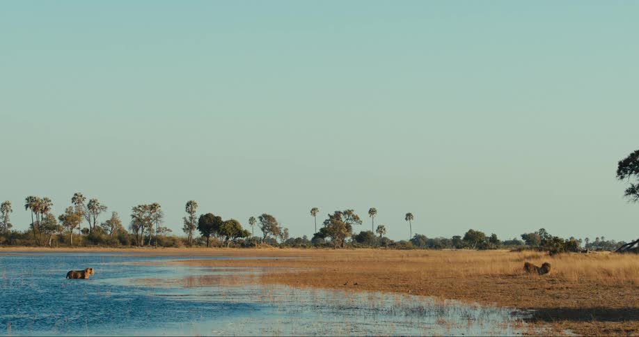 Landscape of a jungle with a lion in a lake