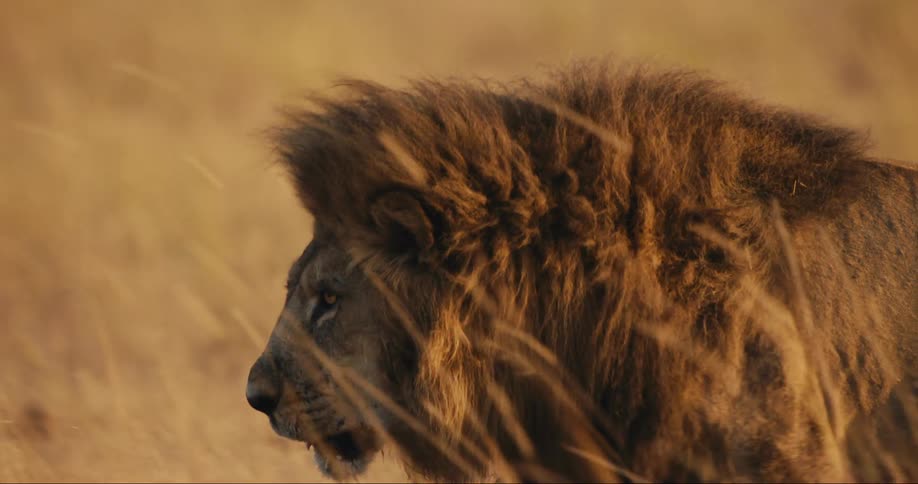 Lion walking in the jungle