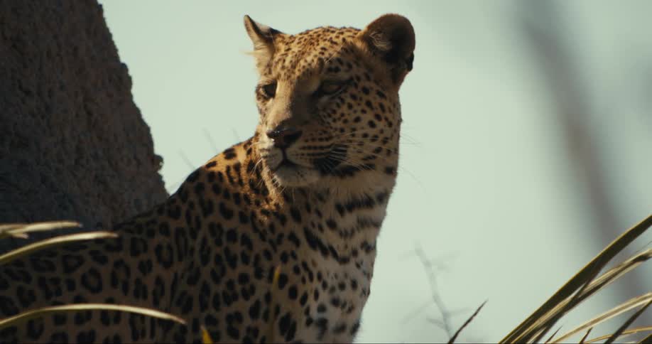 Leopard looking sideways while standing in a jungle