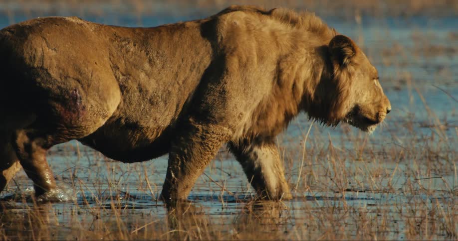 A large lion walks through the water
