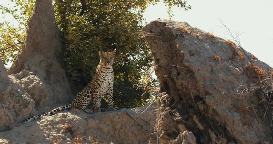 Leopard sitting on a rock watching