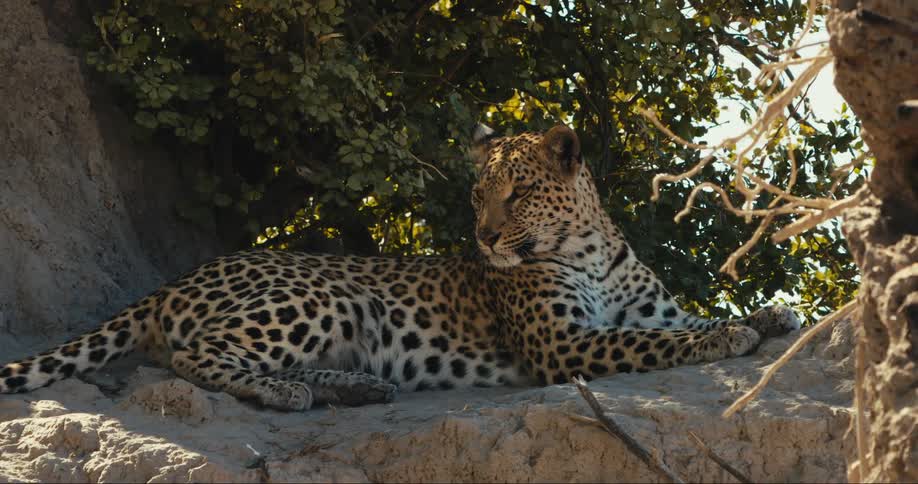 A leopard is lying in the shade of a rock and he is yawning while looking around