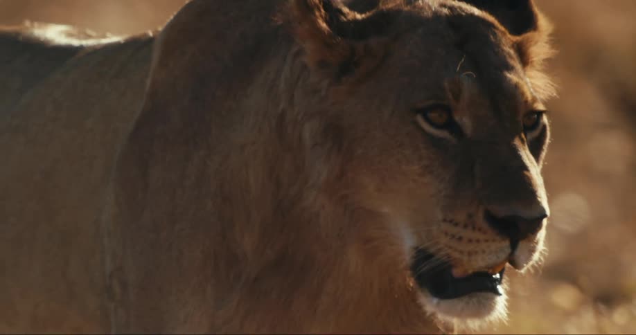 Young lion walks through the jungle