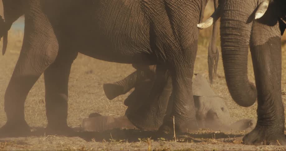 Baby elephant lying down playing next to an adult elephant