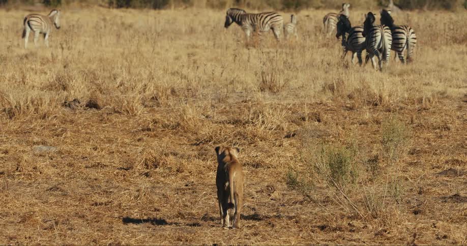 Young lion walking towards a group of zebras that are starting to evacuate