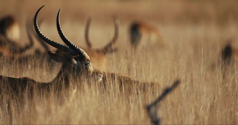 Onehorned antelopes in tall reeds on a savanna