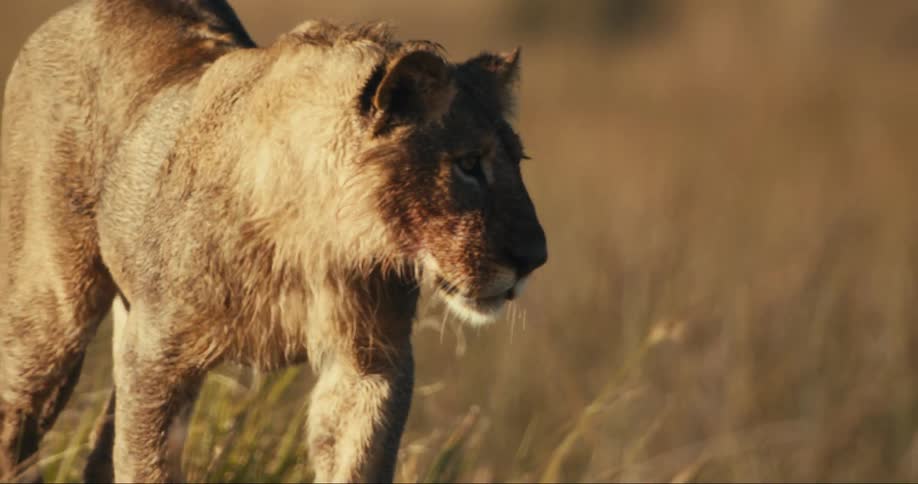 Young lion walks through the jungle