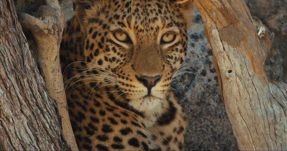 Leopard lying among tree trunks watching