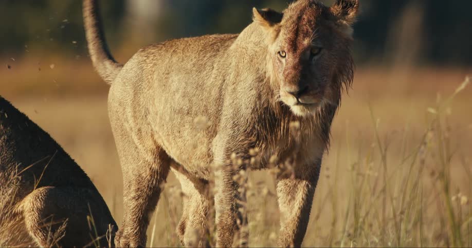 Two lions rub against each other