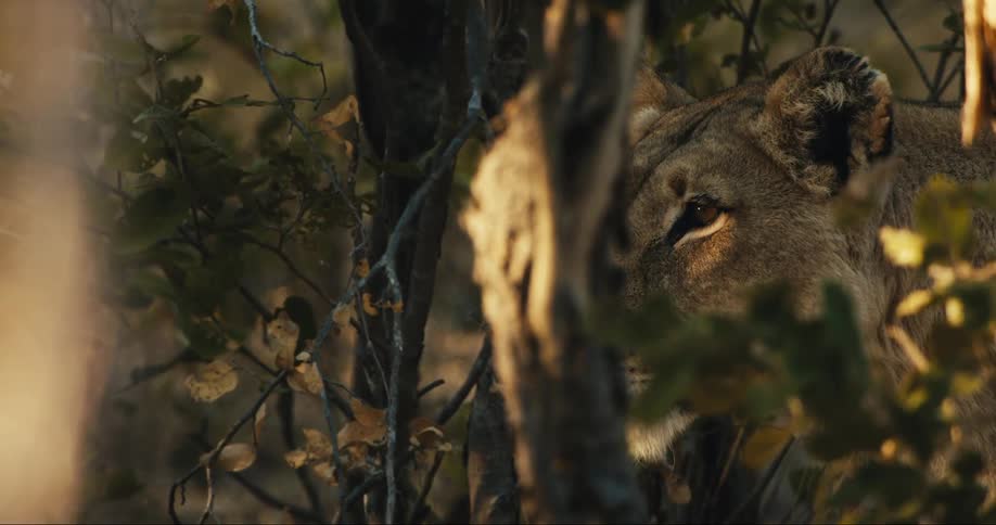 A lion is peering through the brush