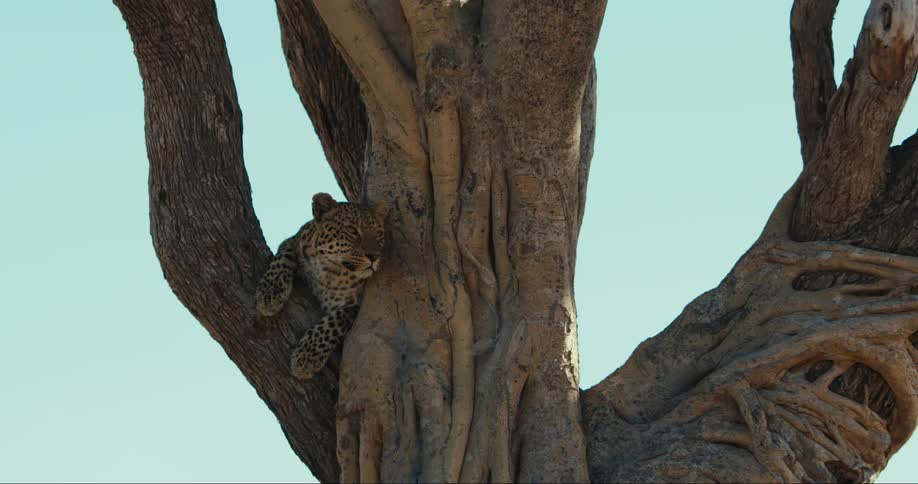 A leopard is resting on a tree branch with a clear blue sky in the background