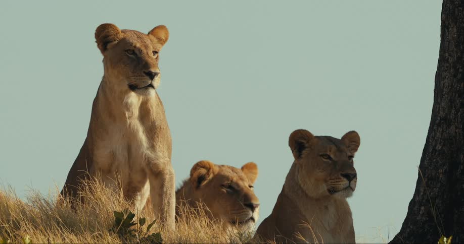Three lions sit in the shade