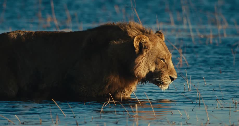 Lion in the water with a focused expression