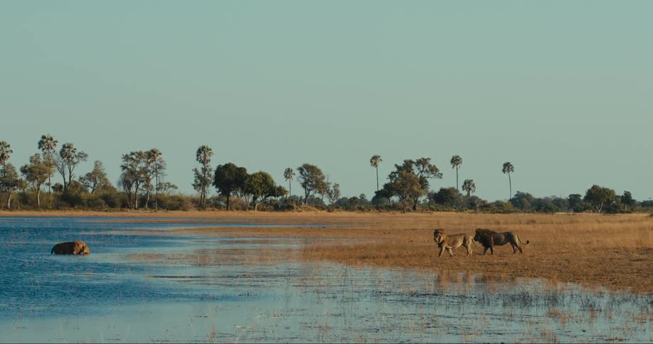 Lions walking towards a lake in the jungle