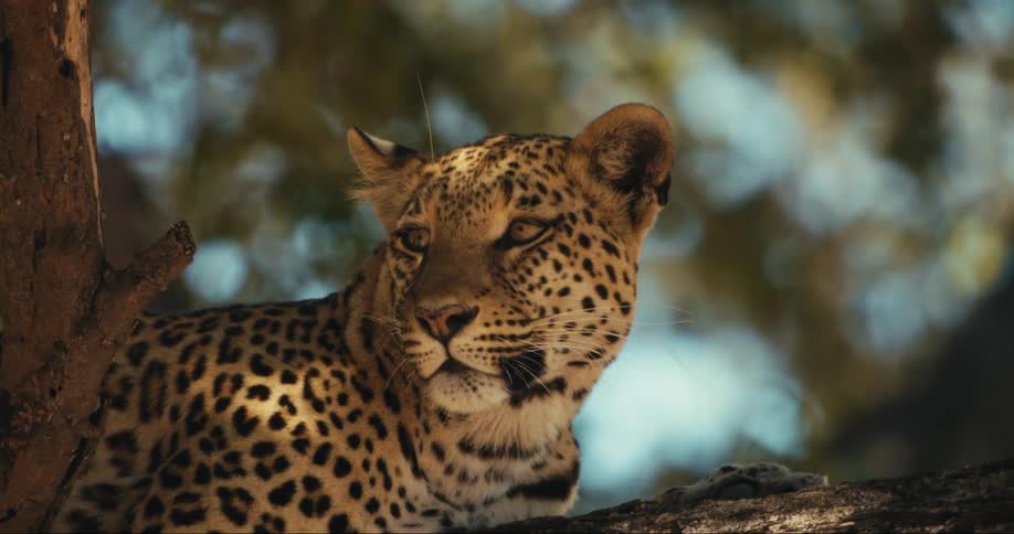 Leopard resting on a tree branch