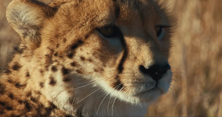 Closeup of a cheetah face