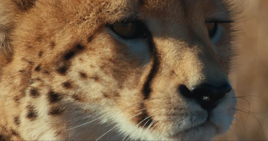 Close up of a cheetah face looking intently