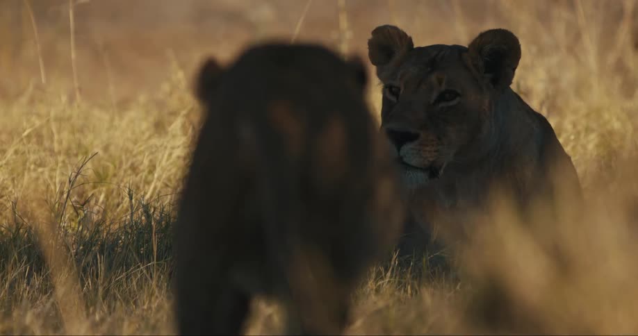 A lion is laying in the shade